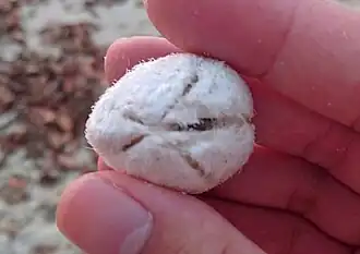 Moira lethe trouvé in situ