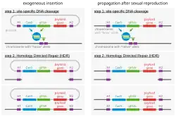 Mécanisme moléculaire du forçage génétique.