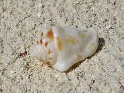 Un strombidae non identifié (peut-être Canarium sp.), échoué sur la plage.