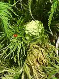 Inflorescence.