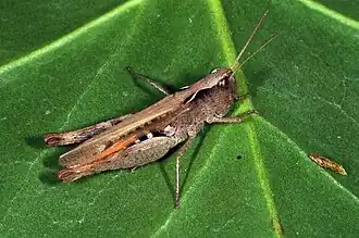 Description de cette image, également commentée ci-après