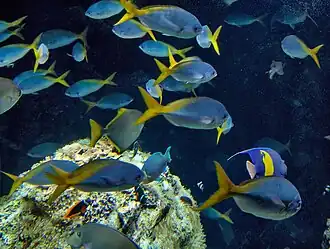 Description de l'image Monaco.Musée océanographique001.jpg.