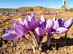 Fleur de safran au Maroc