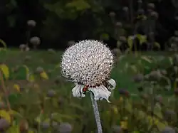 Infrutescence à maturité.
