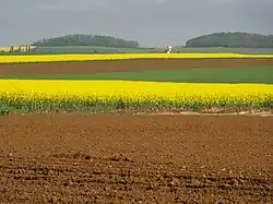 Paysage de printemps avec champs de colza.