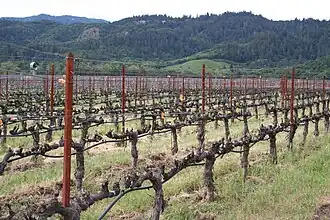 Vigne californienne taillée en cordon