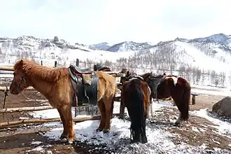 Petits chevaux avec un épais pelage dans un paysage de neige.