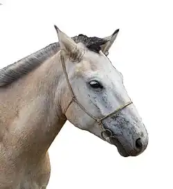 Tête de cheval gris vue de profil.