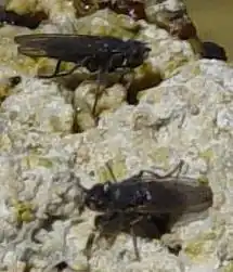 Description de l'image Mono Lake alkali flies closeup crop.jpeg.