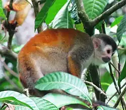 Singe écureuil (Saïmiri), symbole du parc.