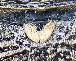 Gros plan du scutellum du longicorne Monochamus galloprovincialis, recouvert d'un duvet clair.