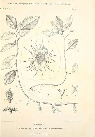 Description de l'image Monographieen afrikanischer Pflanzen-Familien und -Gattungen (9784757755).jpg.