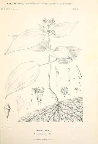 Description de l'image Monographieen afrikanischer Pflanzen-Familien und -Gattungen (Taf. IX) BHL36878474.jpg.