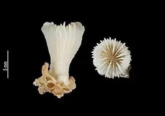 Description de l'image Monohedotrochus epithecatus (MNHN-IK-2009-1794).jpeg.