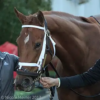 Image illustrative de l’article Monomoy Girl