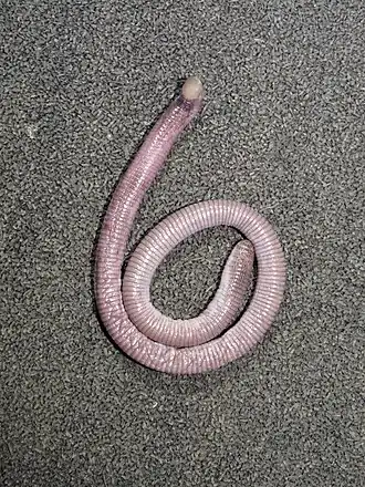 Description de l'image Monopeltis infuscata 103770333.jpg.