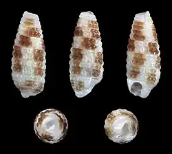 Monophorus tessellatus.