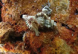 Monoplex nicobaricus