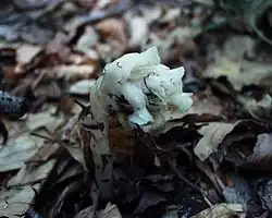 Sous-espèce hypophegea.