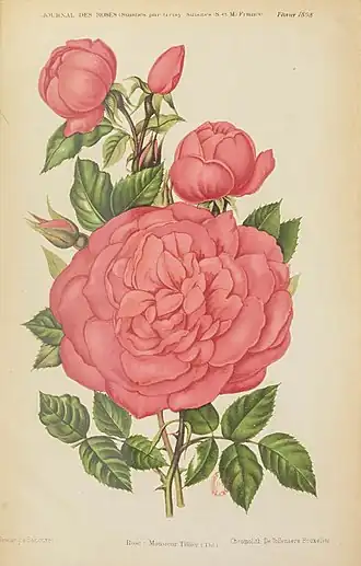 Image illustrative de l’article Monsieur Tillier