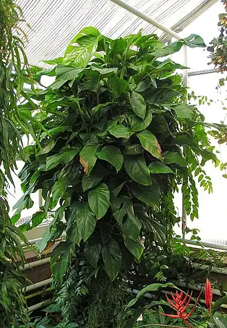 Description de cette image, également commentée ci-après