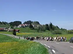 Montée des génisses.