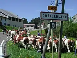 Montée des génisses.