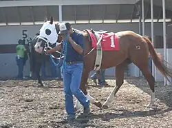 Quarter Horse de course.