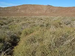 Maquis à Lycium intricatum et Launaea arborescens au fond du cratère.