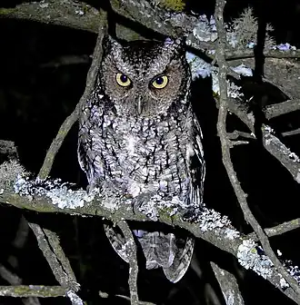 Description de l'image Montane Forest Screech-Owl iNaturalist.jpg.