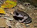 Leptobrachium montanum (Parc national du Kinabalu, Malaisie)
