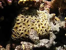 Corail Montastraea sp.