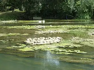 Photographie en couleurs de massifs de maçonnerie affleurant la surface d'un cours d'eau.