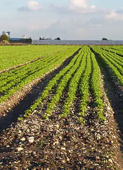 Cultures maraîchères dans la plaine de Montesson.