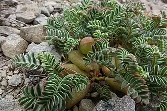 Description de l'image Montigena novae-zelandiae 13094092.jpg.