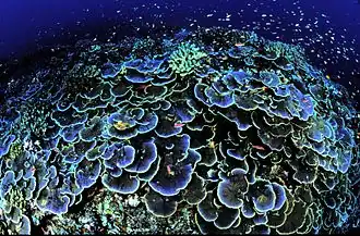 Corail foliacé (Montipora aequituberculata).