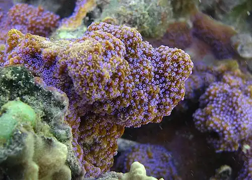 Montipora tuberculosa