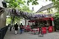La glycine en 2017.