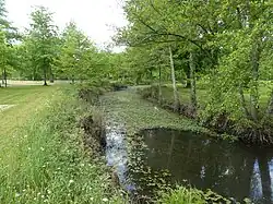 Ruisseau envahi de jussies (Ludwigia).