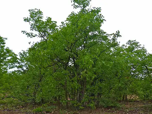 Colophospermum mopane.