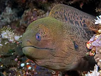 Description de l'image Moray eel komodo.jpg.
