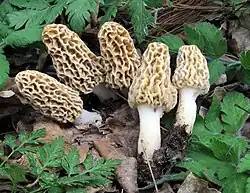 Morchella americana