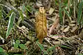  Photo de Morchella costata