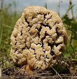 Morchella steppicola