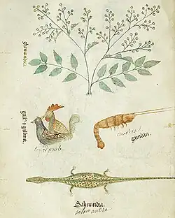 Page de manuscrit avec des dessins en couleur illustrant la Germandrée petit-chêne, un coq montant une poule, une écrevisse et une salamandre, avec la légende en latin en gothique et la traduction en français en cursive.