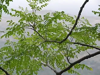 Description de l'image Moringa concanensis-2-ghatroad-yercaud-salem-India.jpg.