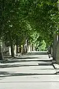 L'allée de platanes.