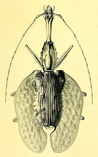 Description de l'image Mormolyce hagenbachi.JPG.