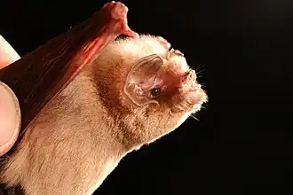 Description de l'image Mormoops megalophylla.JPG.