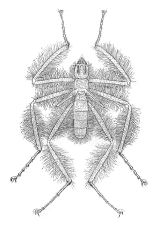 Famille Mormotomyiidae, Mormotomyia hirusta.